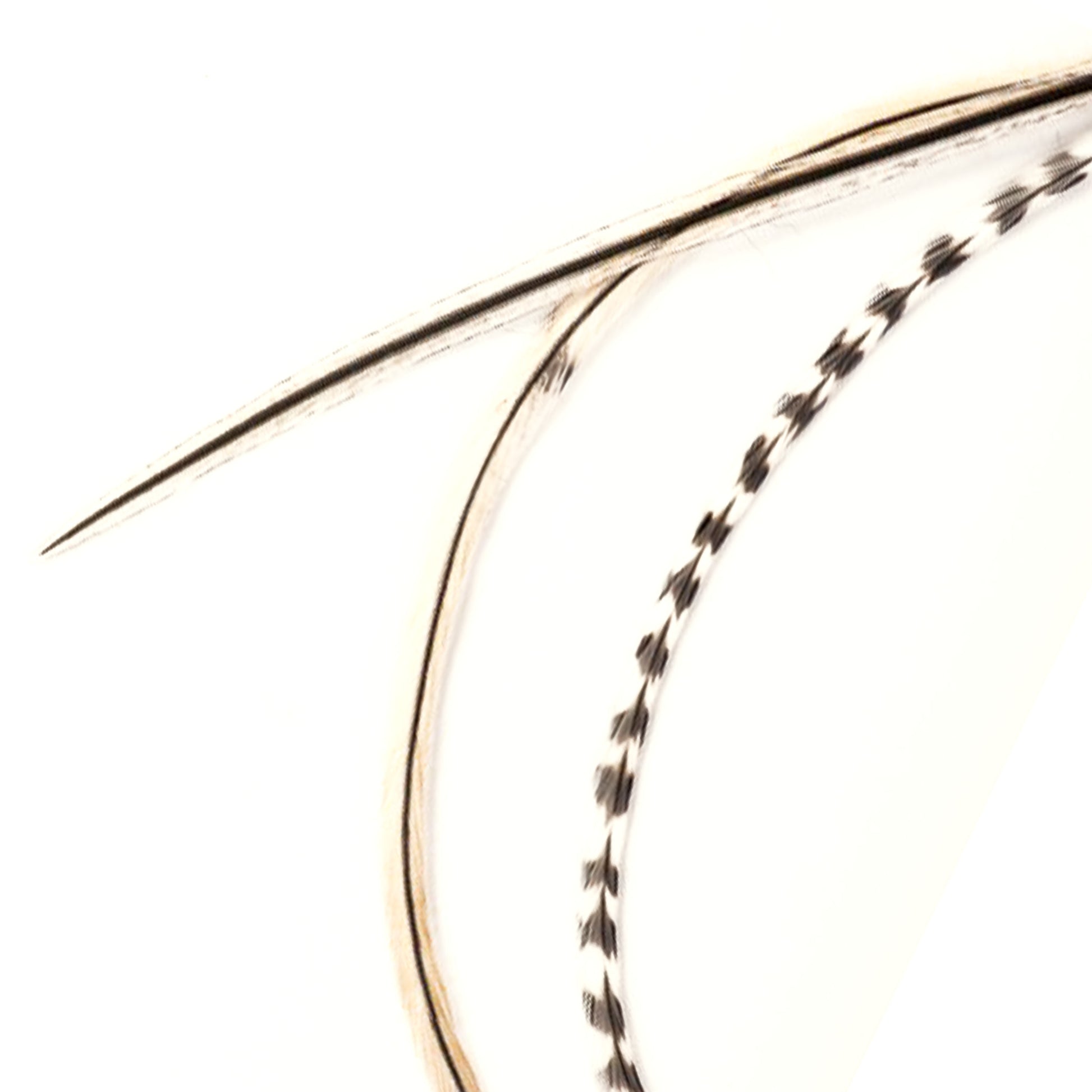 Feather extensions - 3 feathers - Seagull